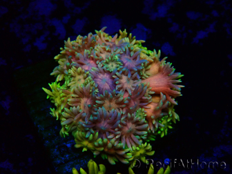WYSIWYG Goniopora 9N2