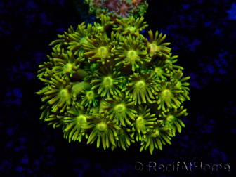 WYSIWYG Goniopora