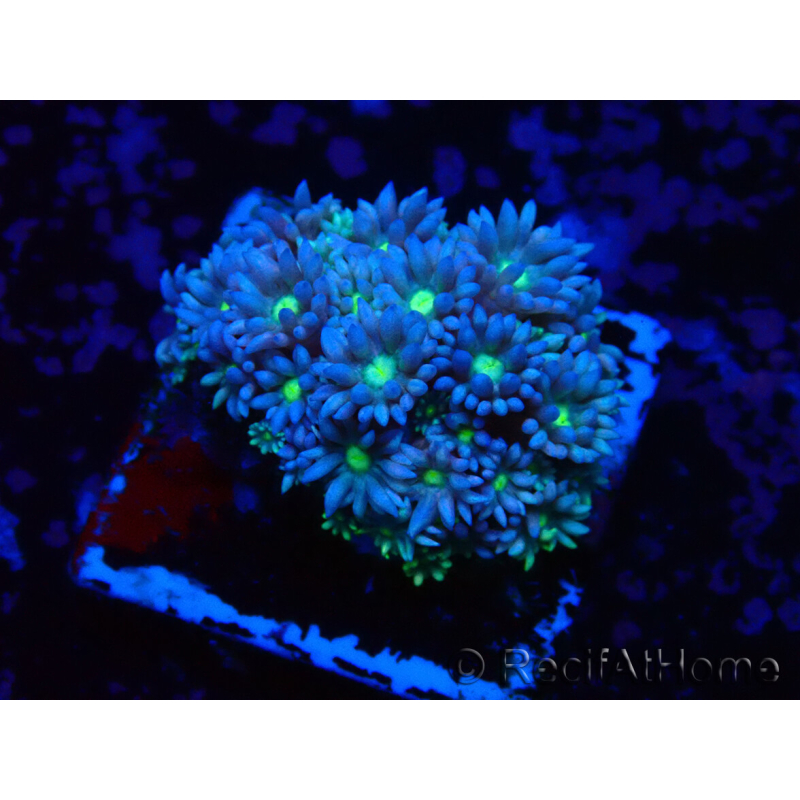 WYSIWYG Goniopora