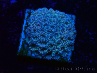 WYSIWYG Goniopora