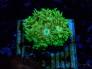 WYSIWYG Goniopora 9G1