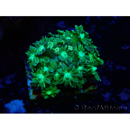 WYSIWYG Goniopora 9G2