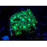 WYSIWYG Goniopora 9G2