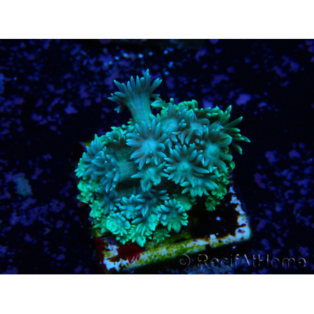 WYSIWYG Goniopora