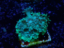 WYSIWYG Goniopora
