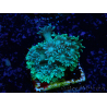 WYSIWYG Goniopora 9G4
