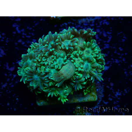WYSIWYG Goniopora 9G5