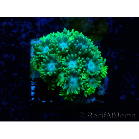 WYSIWYG Goniopora 9G6