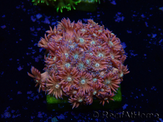 WYSIWYG Goniopora