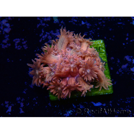 WYSIWYG Goniopora