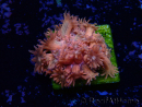 WYSIWYG Goniopora