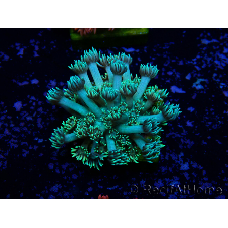 WYSIWYG Goniopora
