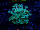 WYSIWYG Goniopora