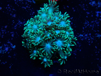 WYSIWYG Goniopora9H6