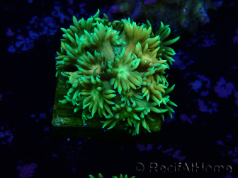 WYSIWYG Goniopora