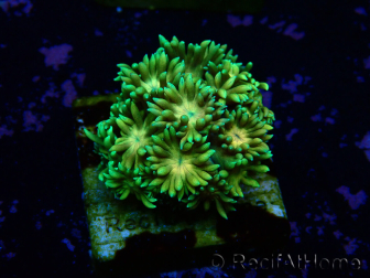 WYSIWYG Goniopora