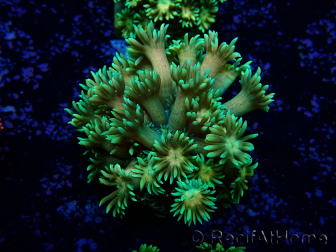 WYSIWYG Goniopora