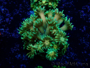 WYSIWYG Goniopora 9I5