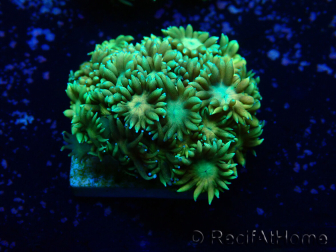 WYSIWYG Goniopora 9I6