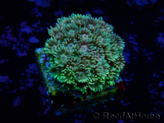 WYSIWYG Goniopora 9J1