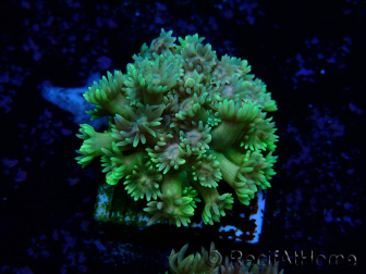 WYSIWYG Goniopora