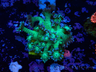 WYSIWYG Goniopora