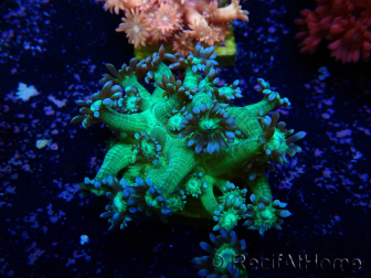 WYSIWYG Goniopora 9K5