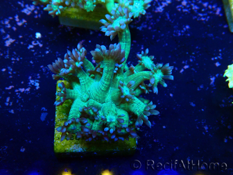 WYSIWYG Goniopora