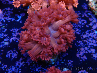WYSIWYG Goniopora