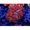 WYSIWYG Goniopora 9L2