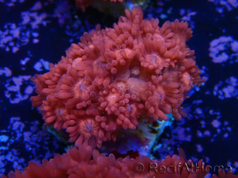 WYSIWYG Goniopora 9L3
