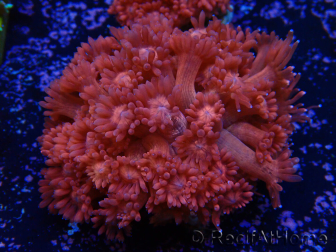WYSIWYG Goniopora