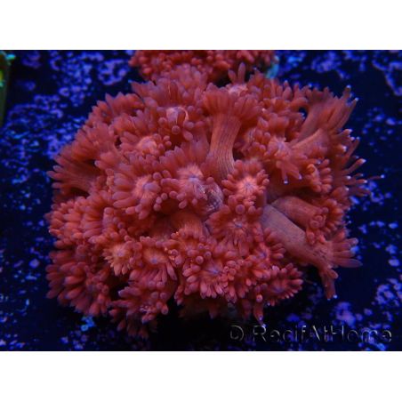 WYSIWYG Goniopora