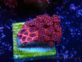 WYSIWYG Goniopora