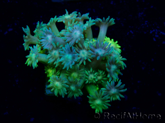 WYSIWYG Goniopora