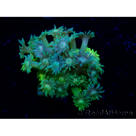 WYSIWYG Goniopora 9L6
