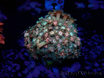 WYSIWYG Goniopora 9M1