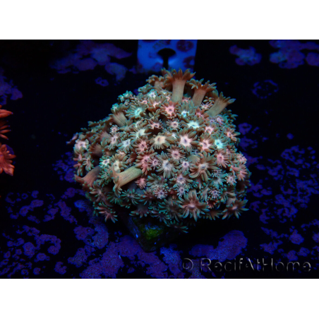 WYSIWYG Goniopora 9M1