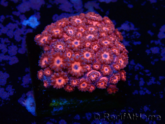WYSIWYG Goniopora