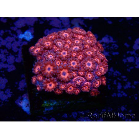 WYSIWYG Goniopora 9M2