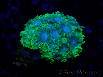 WYSIWYG Goniopora