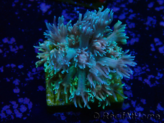 WYSIWYG Goniopora