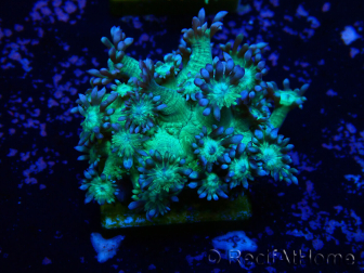 WYSIWYG Goniopora
