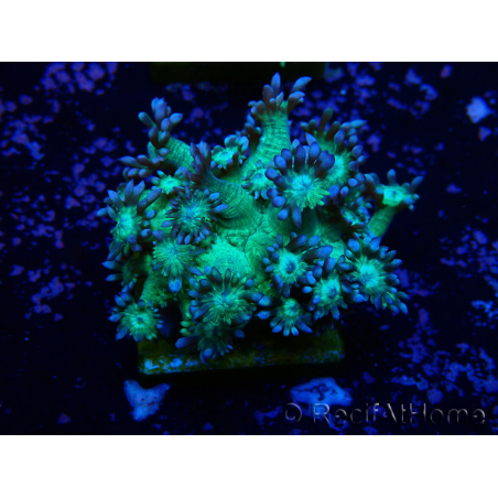 WYSIWYG Goniopora