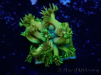 WYSIWYG Goniopora 9M6