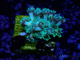 WYSIWYG Goniopora 9N1