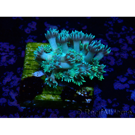 WYSIWYG Goniopora