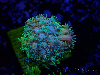 WYSIWYG Goniopora 9N2
