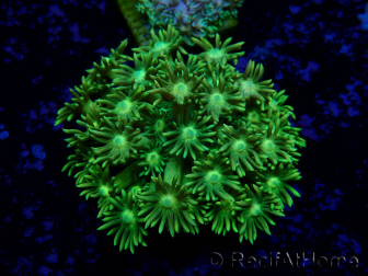 WYSIWYG Goniopora
