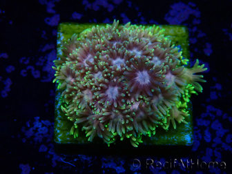 WYSIWYG Goniopora